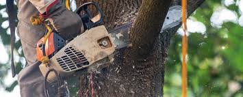 Best Tree Trimming and Pruning  in Cordova, AK