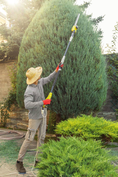 Best Tree Risk Assessment  in Cordova, AK